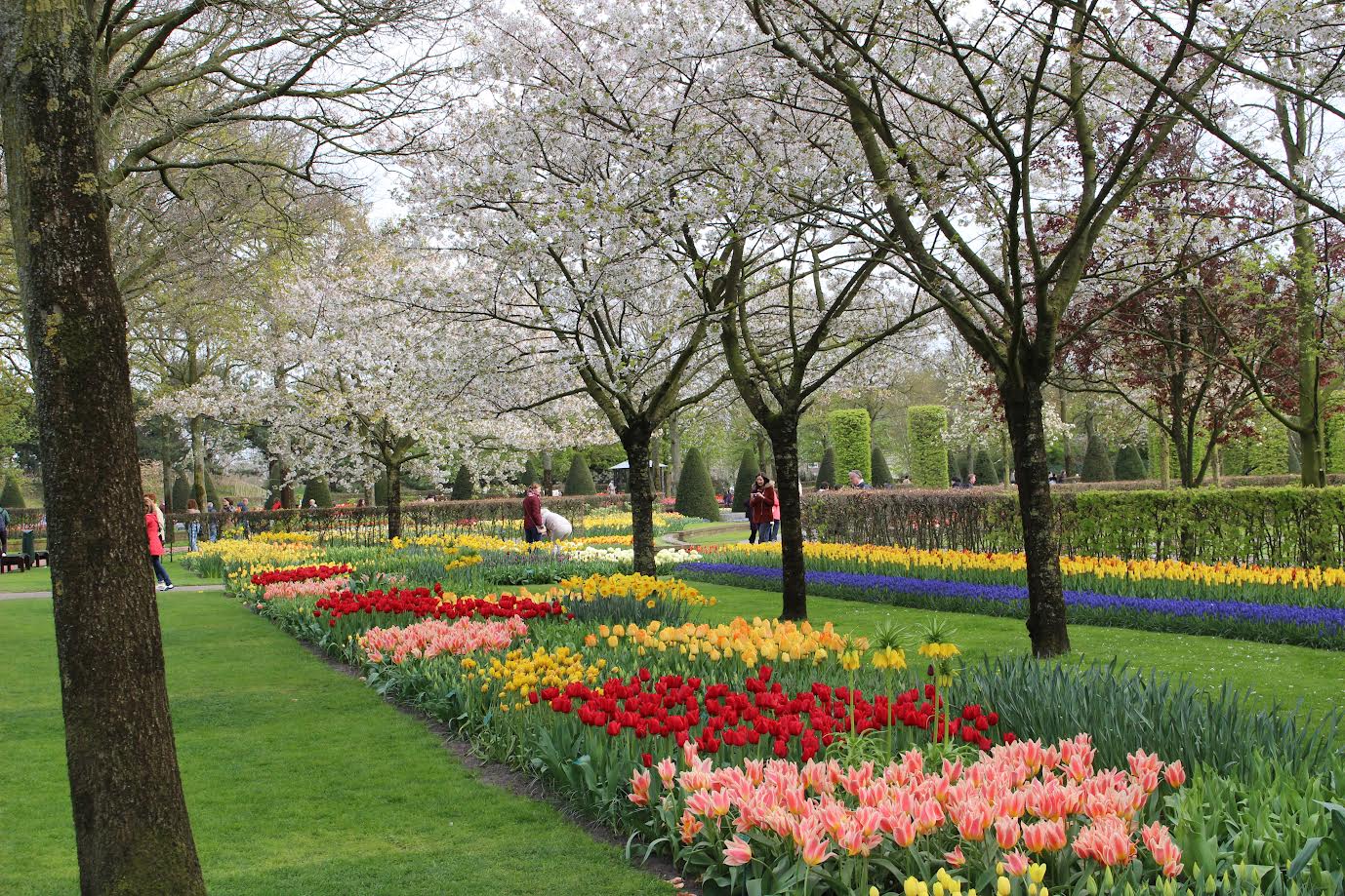 Spring Beauty at Keukenhof