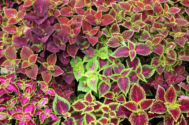 coleus