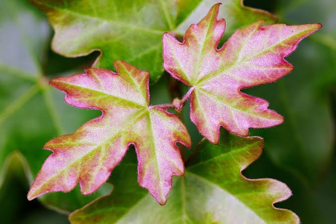 foliage