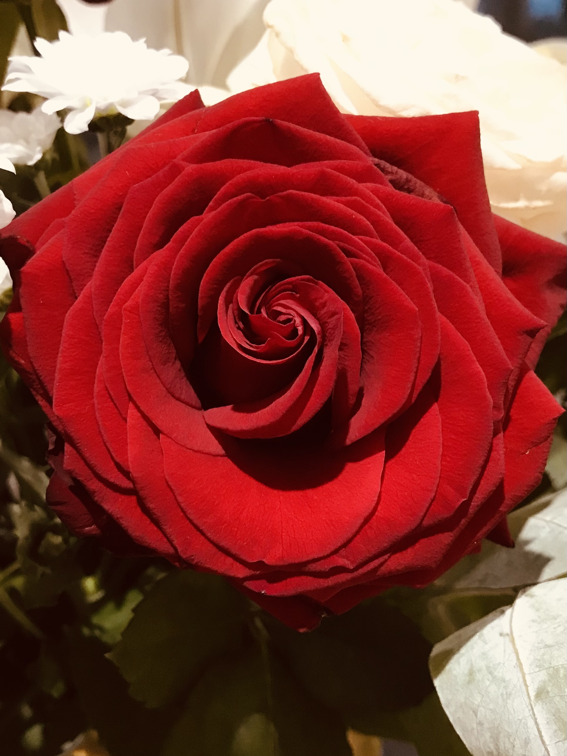 rose