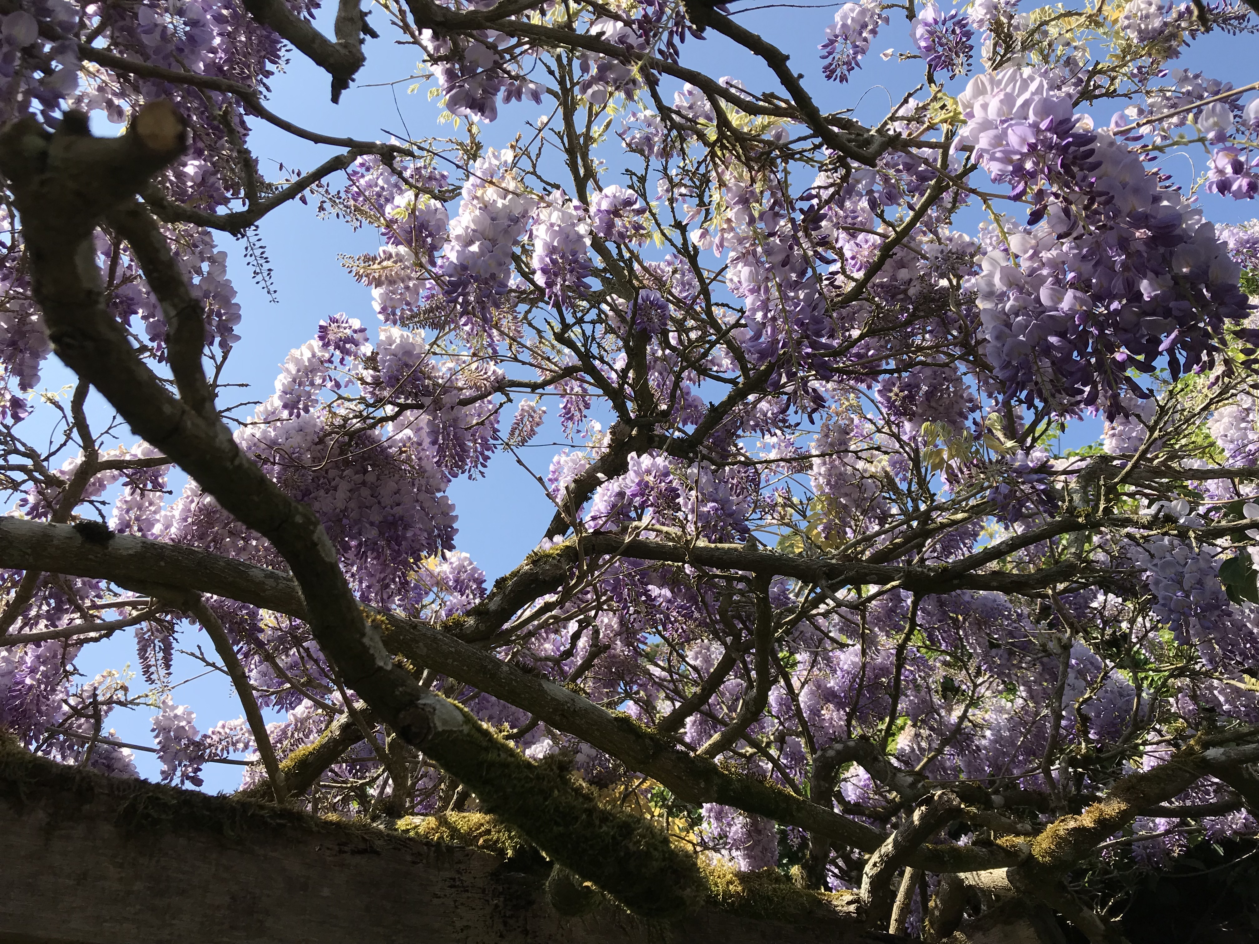 Wisteria at Greys Court